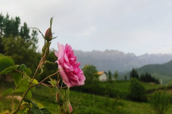 اعلام آمادگی جهاد دانشگاهی برای ایجاد پایلوت فرآوری گل‌محمدی و گیاهان دارویی